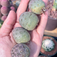 Rare Cactus - Tephrocactus geometricus single balls cutting