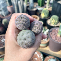 Rare Cactus - Tephrocactus geometricus single balls cutting