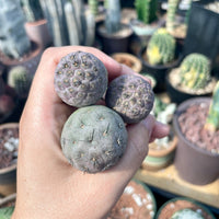 Rare Cactus - Tephrocactus geometricus single balls cutting