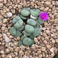 Rare Succulents - Conophytum Minutum cluster (4” pot)