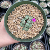 Rare Succulents - Conophytum Minutum cluster (4” pot)