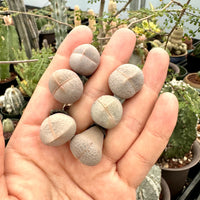 Rare Succulents - Dinteranthus Pole-Evansii, golf ball (0.4")