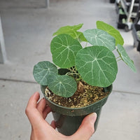 Rare Succulents - Stephania Erecta (Budding Bulb 1.5")