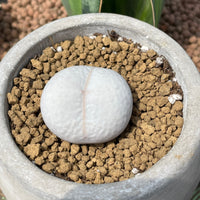 Rare Succulents - Dintheranthus pole-evansii golf ball (0.7”-1”)