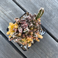 Rare Cactus - Cereus Variegated Fairy Castle (3.5")