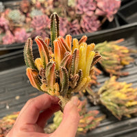 Rare Cactus - Cereus Variegated Fairy Castle (3.5")