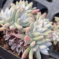 Rare Succulents - Dudleya White Gnoma Cluster (2.5”)