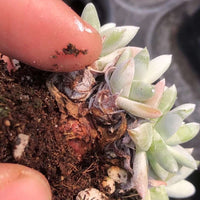 Rare Succulents - Dudleya White Gnoma Cluster (2.5”)
