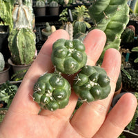 Rare Cactus - Coryphantha Elephantidens cv. Inermis offset (1”)