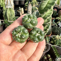 Rare Cactus - Coryphantha Elephantidens cv. Inermis offset (1”)