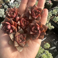 Rare Succulents - Echeveria Purpusorum White Form (1"-1.5"), Green in summer