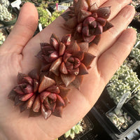 Rare Succulents - Echeveria Purpusorum White Form (1"-1.5"), Green in summer