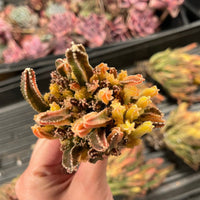 Rare Cactus - Cereus Variegated Fairy Castle (3.5")