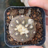 Rare Cactus - Copiapoa Hypogaea Lizard Skin/1pc