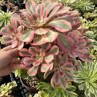 Rare Succulents - Aeonium Pink Witch Cluster