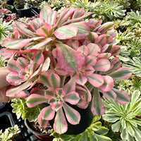 Rare Succulents - Aeonium Pink Witch Cluster