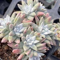 Rare Succulents - Dudleya White Gnoma Cluster (2.5”)