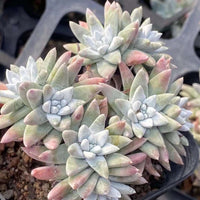 Rare Succulents - Dudleya White Gnoma Cluster (2.5”)