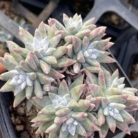 Rare Succulents - Dudleya White Gnoma Cluster (2.5”)