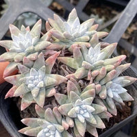 Rare Succulents - Dudleya White Gnoma Cluster (2.5”)