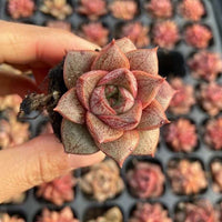 Rare Succulents - Echeveria Purpusorum White Form (1"-1.5"), Green in summer