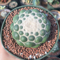 Rare Cactus - Coryphantha Elephantidens cv. Inermis offset (1”)
