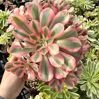 Rare Succulents - Aeonium Pink Witch Cluster