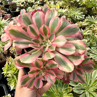 Rare Succulents - Aeonium Pink Witch Cluster