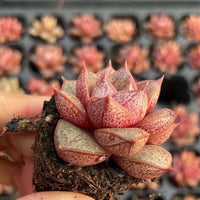 Rare Succulents - Echeveria Purpusorum White Form (1"-1.5"), Green in summer