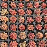 Rare Succulents - Echeveria Purpusorum White Form (1"-1.5"), Green in summer