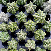 Rare Cactus - Astrophytum Myriostigma cv. Fukuryu (1.5")