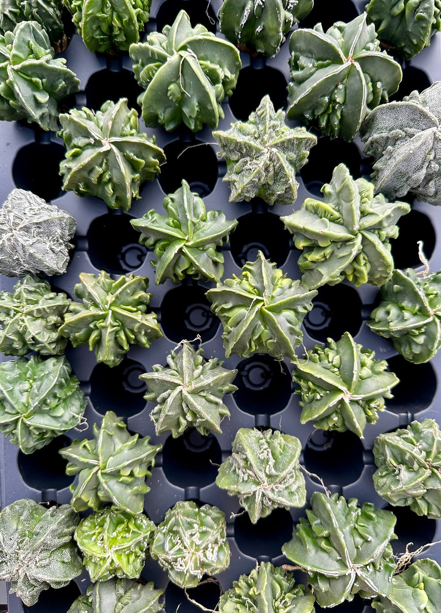 Rare Cactus - Astrophytum Myriostigma cv. Fukuryu (1.5
