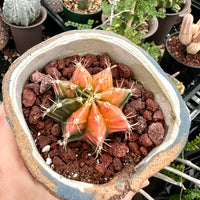 Rare Cactus - Gymnocalycium Mihanovichii Var. Friedrichii Werderm Variegata