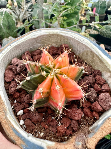 Rare Cactus - Gymnocalycium Mihanovichii Var. Friedrichii Werderm Variegata