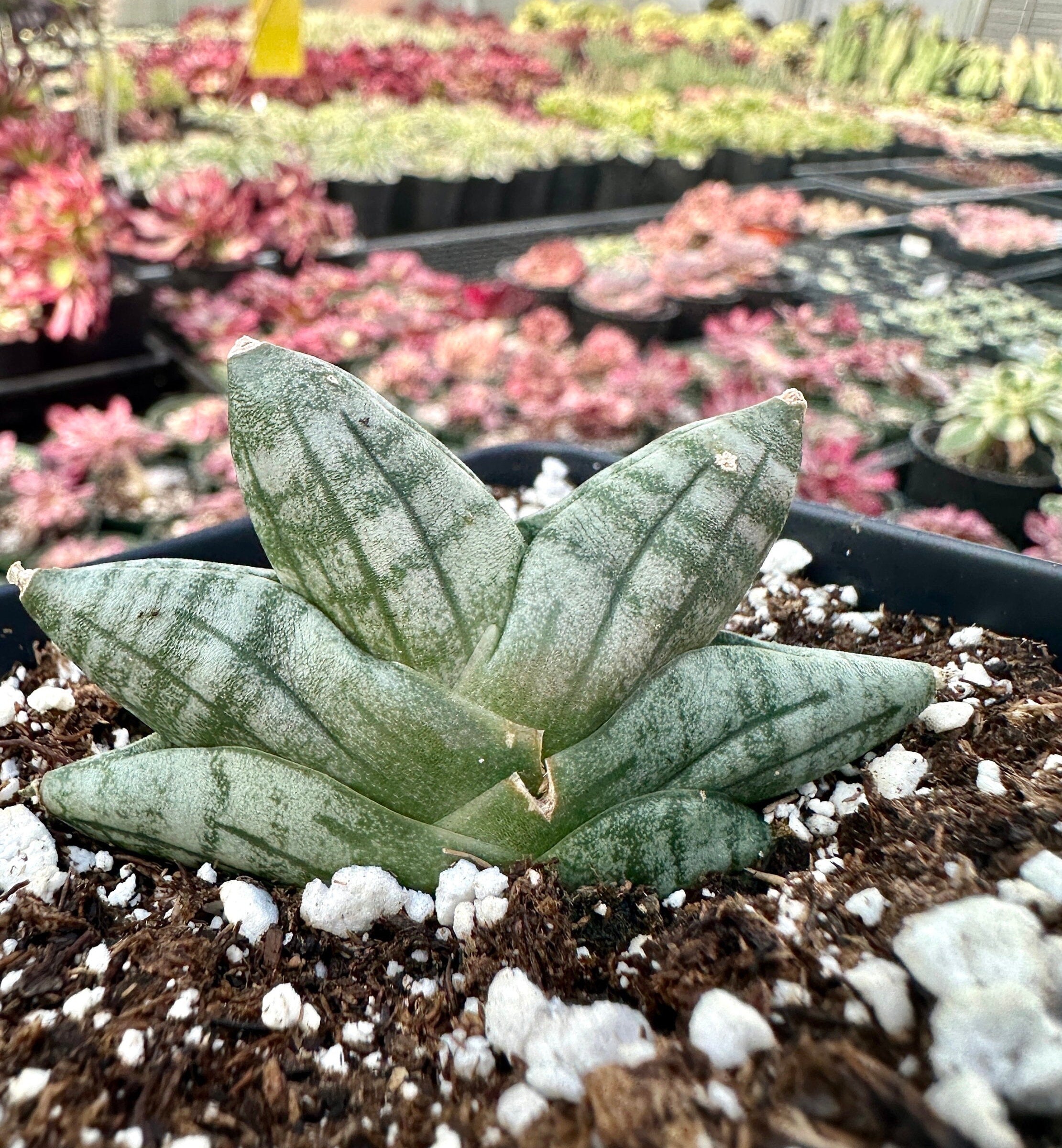 サンスベリア Sansevieria Mini Boncel white v A サンスベリア Sansevieria Mini Boncel white v A サンスベリア