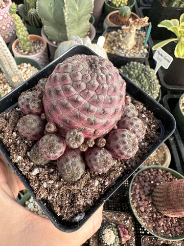 Rare Cactus - Sulcorebutia Rauschii Cluster (4”)