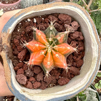 Rare Cactus - Gymnocalycium Mihanovichii Var. Friedrichii Werderm Variegata