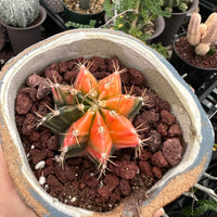 Rare Cactus - Gymnocalycium Mihanovichii Var. Friedrichii Werderm Variegata