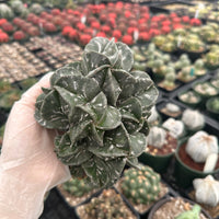 Rare Cactus - Astrophytum Myriostigma cluster (4.5” pot)