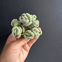Crassula Alstonii (3”), Rare Succulent Plants, Crassula Exotic, Cluster