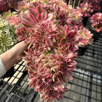 Rare Succulents - Aeonium Pink Witch Crested Large
