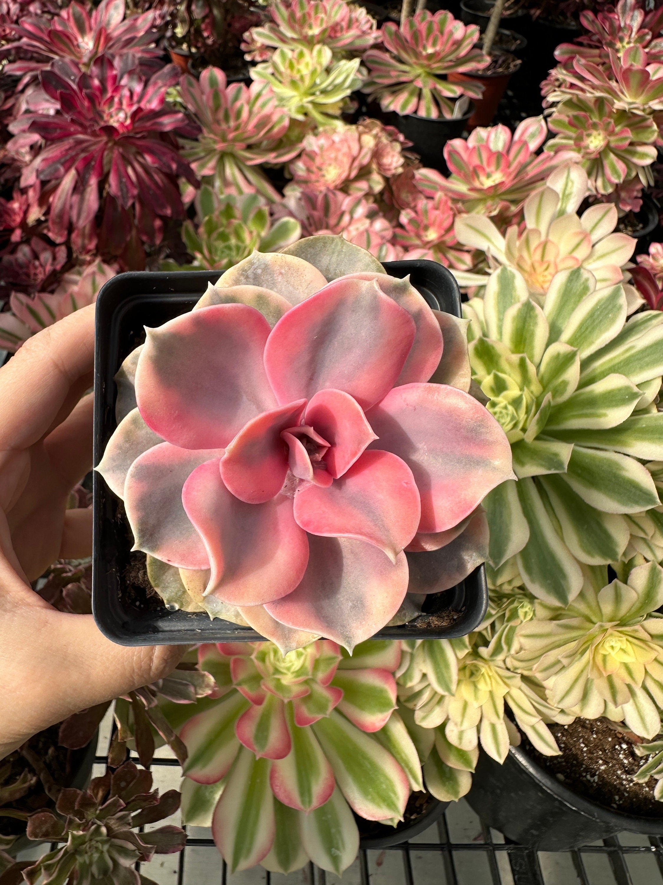 rainbow colorful succulents Rare Succulents