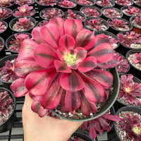 Rare Succulents - Aeonium Medusa Single Stem (6” pot)