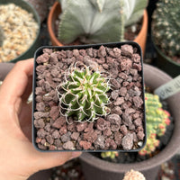 Rare Euphorbia - Euphorbia Columnaris (2”-3”)