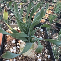 Rare Succulents - Albuca Concordiana (bulb only, budding), 0.6"-1"
