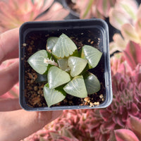 Rare Succulents - Haworthia Athena (2”)