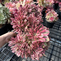 Rare Succulents - Aeonium Pink Witch Crested Large