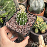 Rare Euphorbia - Euphorbia Columnaris (2”-3”)