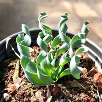 Rare Succulents - Albuca Concordiana (no leaves)