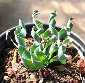 Rare Succulents - Albuca Concordiana (no leaves)